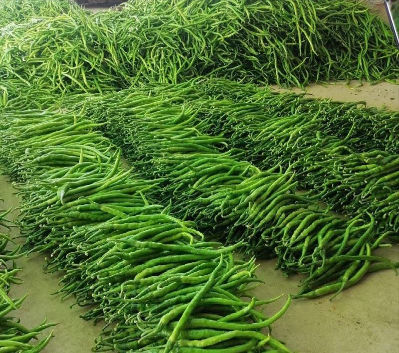 大荔县辣椒种植基地，大量供应各种辣椒，欢迎各路客商