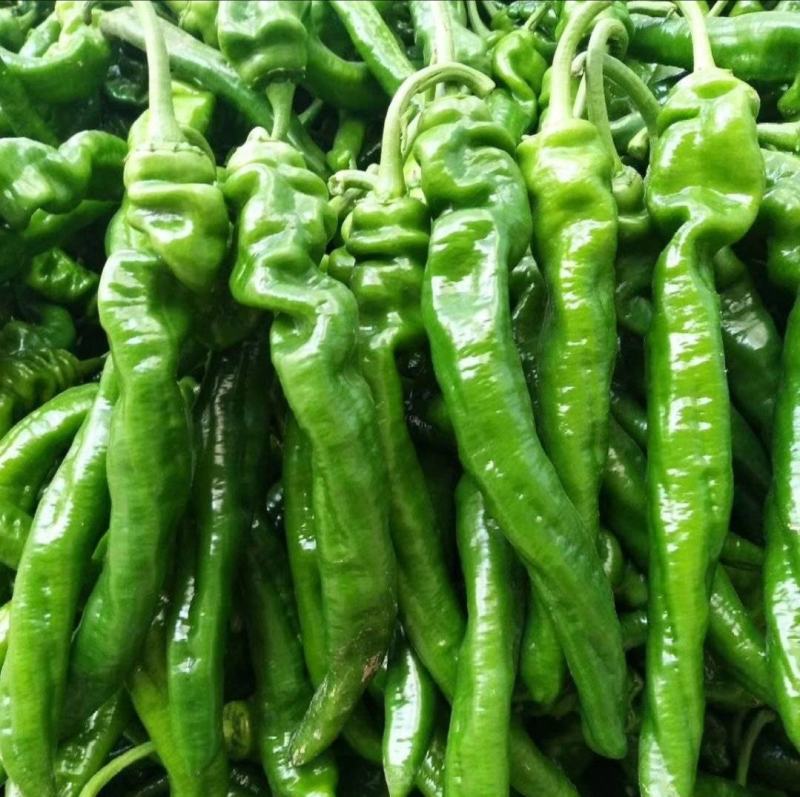 大荔县辣椒种植基地，大量供应各种辣椒，欢迎各路客商