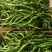 大荔县辣椒种植基地，大量供应各种辣椒，欢迎各路客商