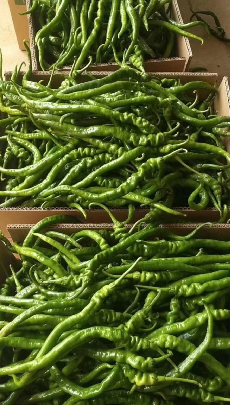 大荔县辣椒种植基地，大量供应各种辣椒，欢迎各路客商