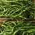 大荔县辣椒种植基地，大量供应各种辣椒，欢迎各路客商