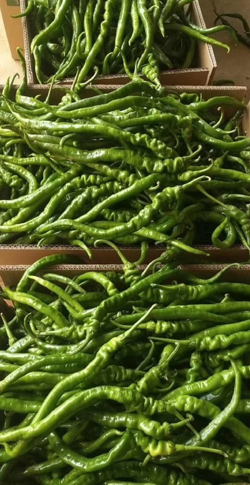 大荔县辣椒种植基地，大量供应各种辣椒，欢迎各路客商