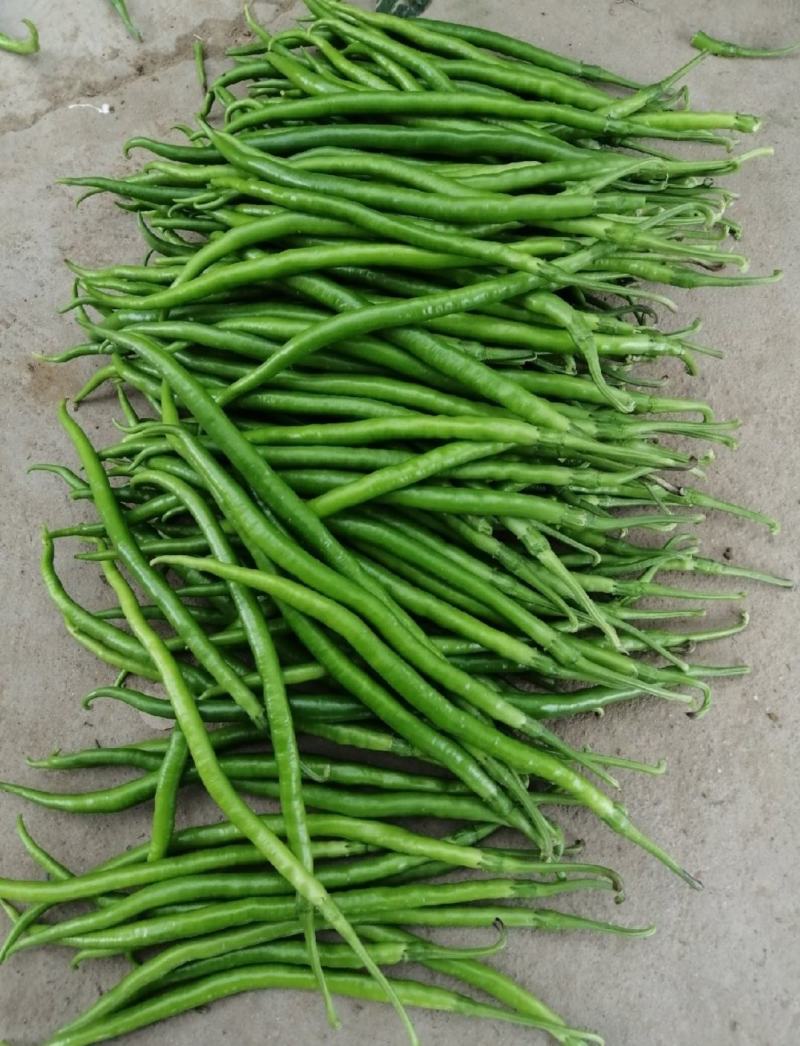 大荔县辣椒种植基地，大量供应各种辣椒，欢迎各路客商