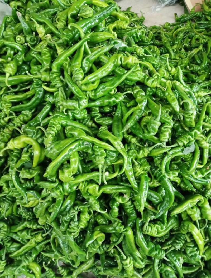 大荔县辣椒种植基地，大量供应各种辣椒，欢迎各路客商