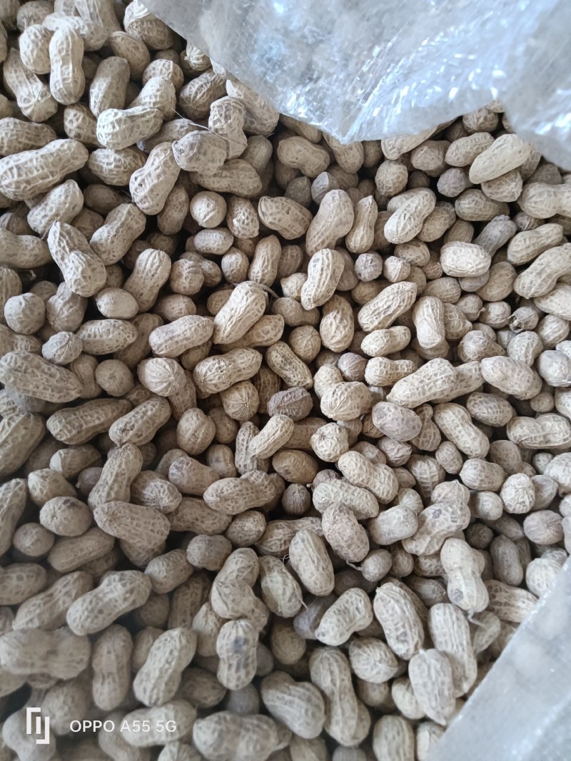 白沙系列干货带壳