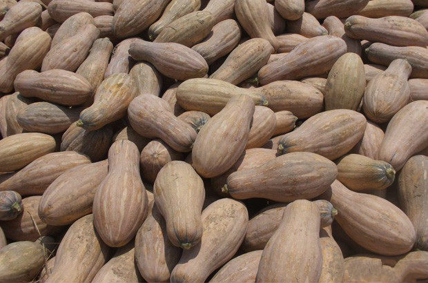 南瓜品种对比图