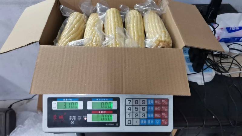 精品糯玉米白糯玉米可供抖音快手各平台一件代发