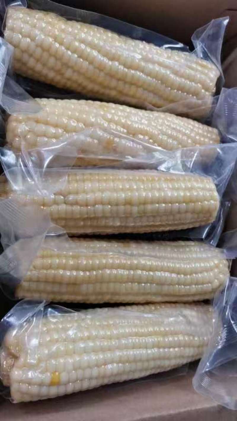 精品糯玉米白糯玉米可供抖音快手各平台一件代发