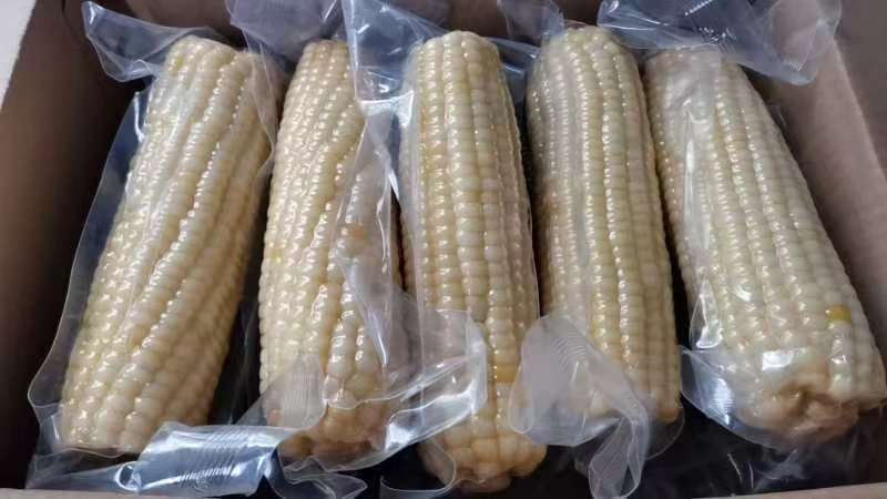 精品糯玉米白糯玉米可供抖音快手各平台一件代发