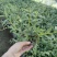 基地直销铁皮石斛种植苗石斛杯苗盆栽苗