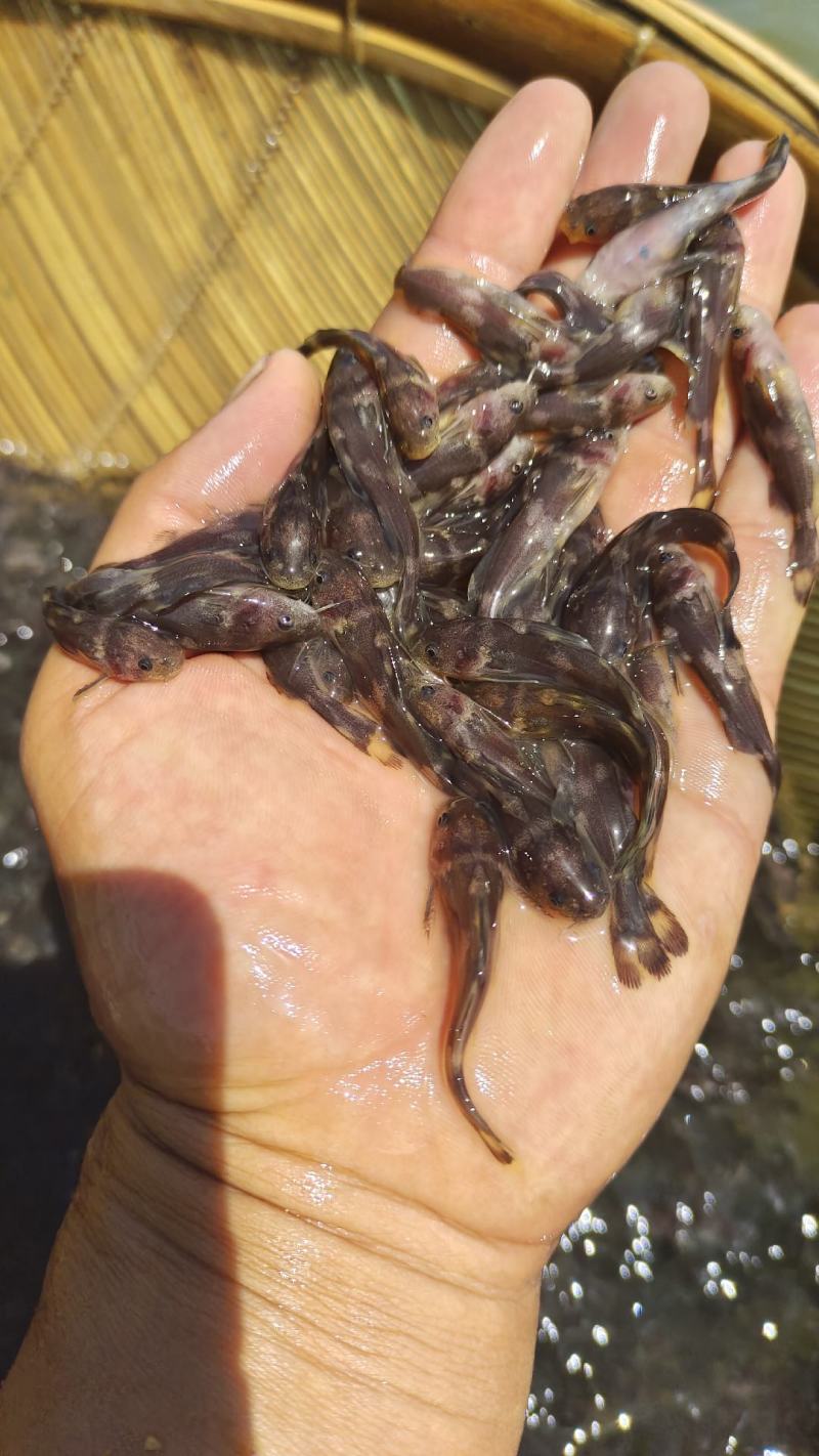 牛尾巴鱼苗，学名乌苏里拟鲿。水底层鱼类，杂食性鱼牛尾巴鱼