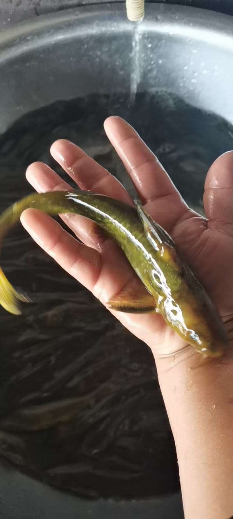 牛尾巴鱼苗，学名乌苏里拟鲿。水底层鱼类，杂食性鱼牛尾巴鱼