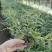 基地直销铁皮石斛种植苗石斛杯苗盆栽苗