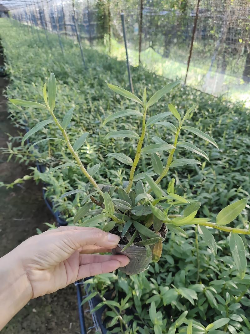 基地直销铁皮石斛种植苗石斛杯苗盆栽苗