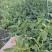 基地直销铁皮石斛种植苗石斛杯苗盆栽苗