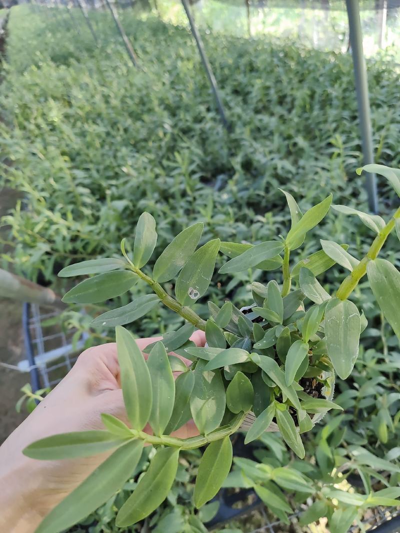 基地直销铁皮石斛种植苗石斛杯苗盆栽苗