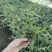 基地直销铁皮石斛种植苗石斛杯苗盆栽苗