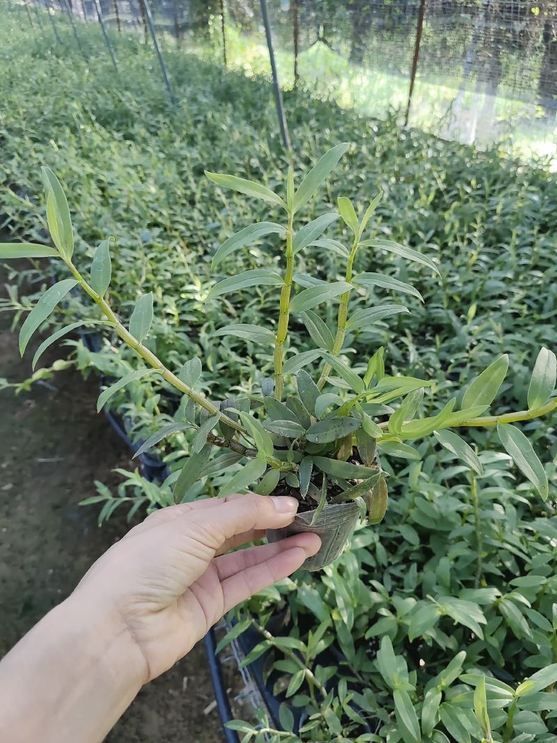 基地直销铁皮石斛种植苗石斛杯苗盆栽苗