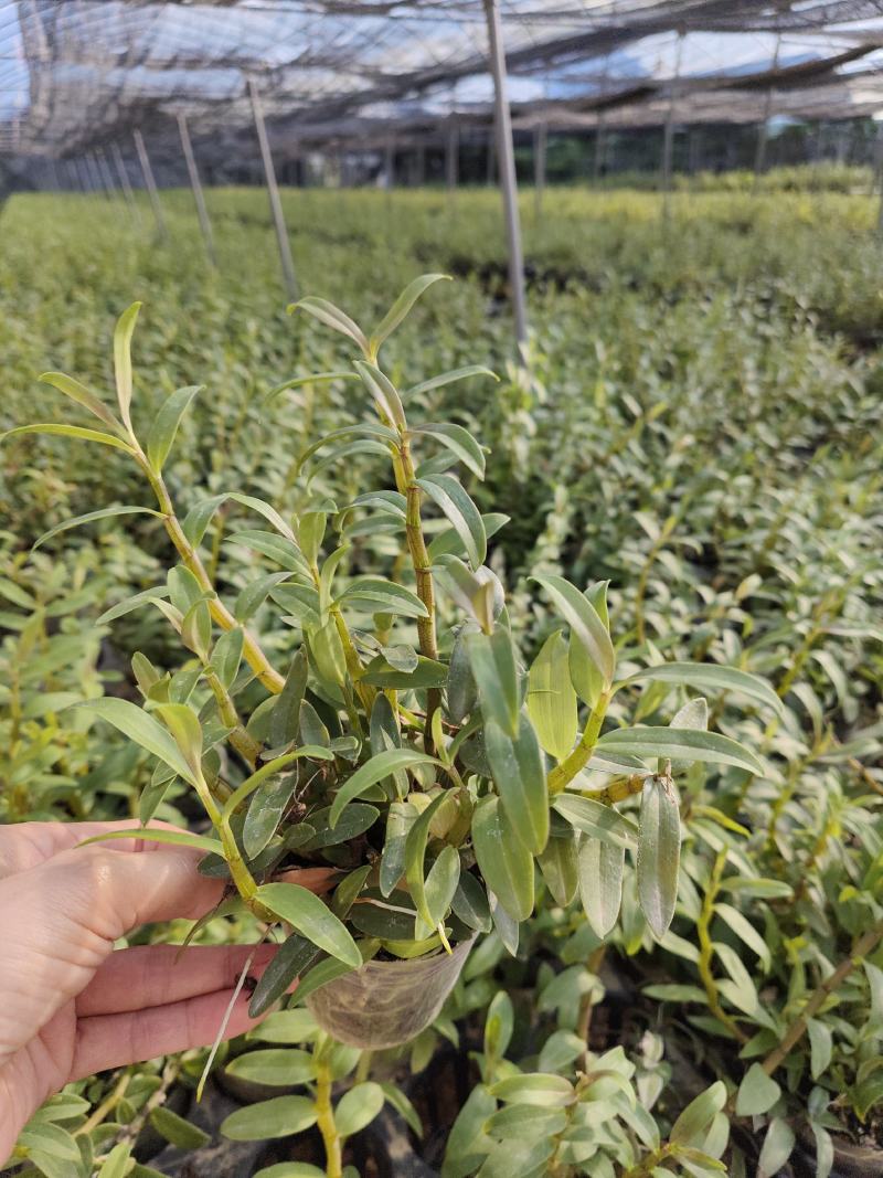 基地直销铁皮石斛种植苗石斛杯苗盆栽苗