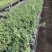 基地直销铁皮石斛种植苗石斛杯苗盆栽苗