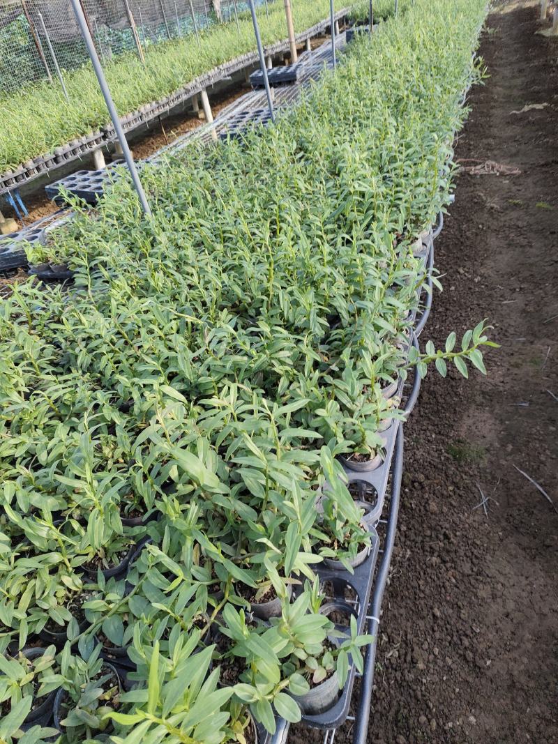 基地直销铁皮石斛种植苗石斛杯苗盆栽苗
