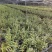 基地直销铁皮石斛种植苗石斛杯苗盆栽苗