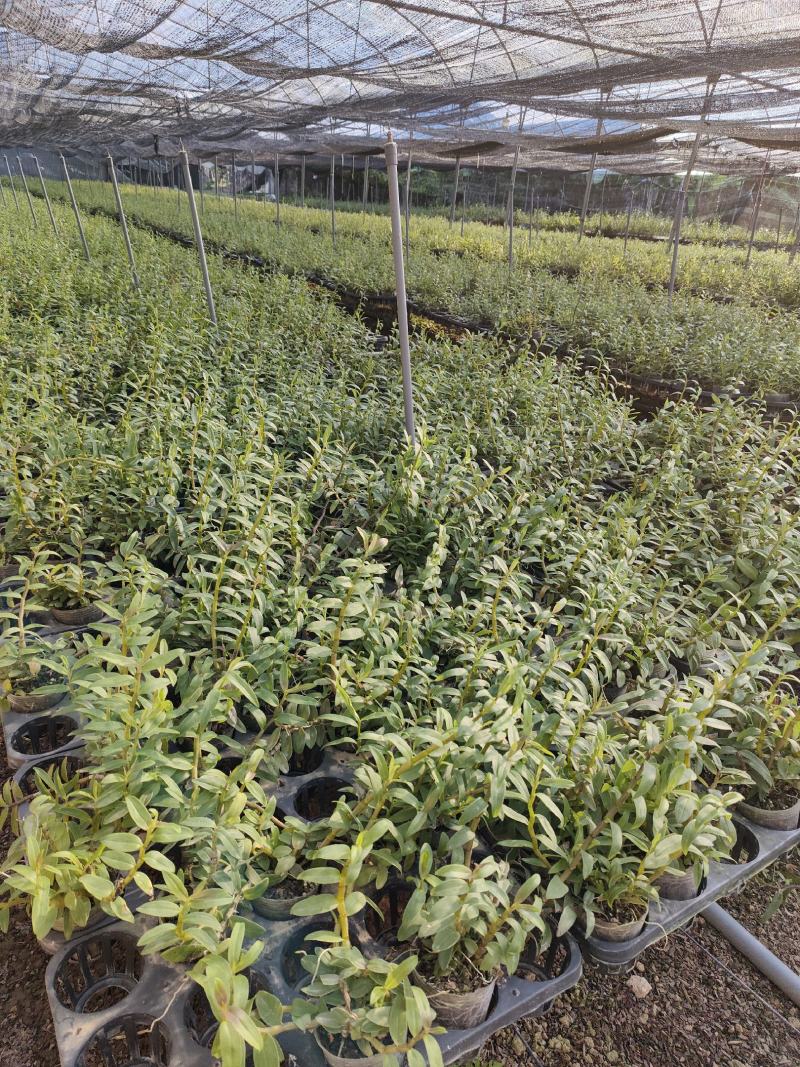 基地直销铁皮石斛种植苗石斛杯苗盆栽苗
