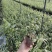 基地直销铁皮石斛种植苗石斛杯苗盆栽苗
