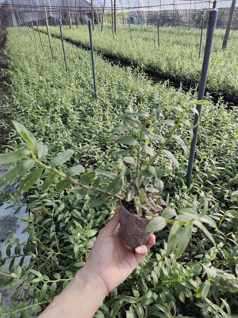 基地直销铁皮石斛种植苗石斛杯苗盆栽苗