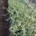 基地直销铁皮石斛种植苗石斛杯苗盆栽苗