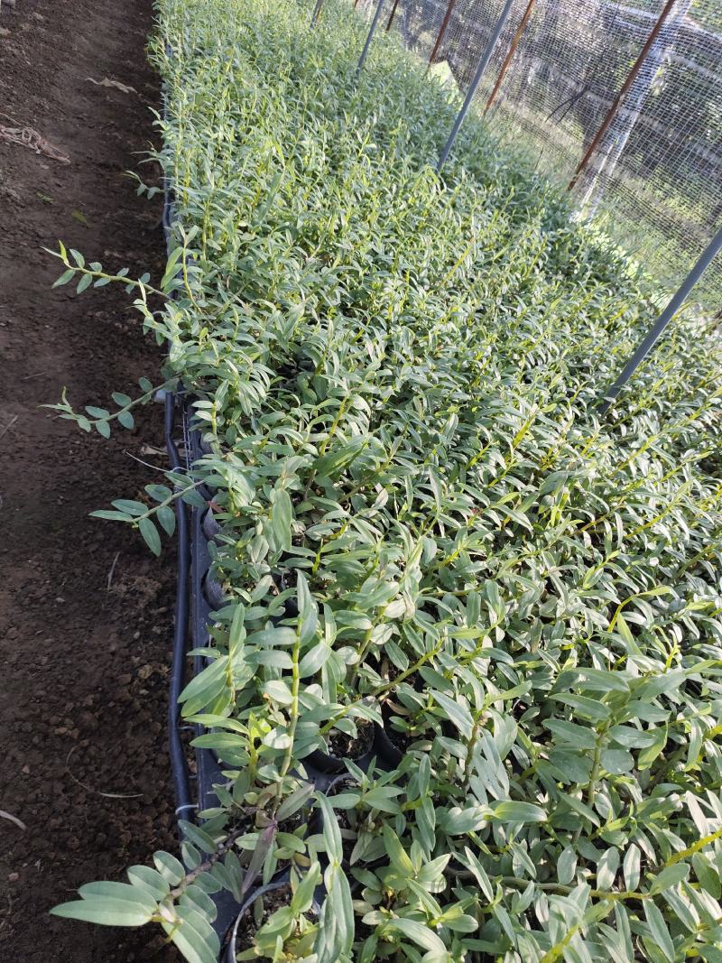 基地直销铁皮石斛种植苗石斛杯苗盆栽苗
