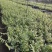 基地直销铁皮石斛种植苗石斛杯苗盆栽苗