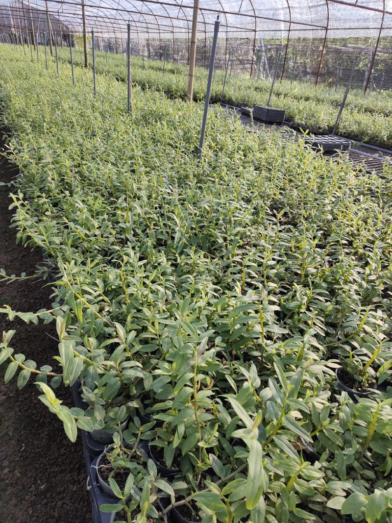 基地直销铁皮石斛种植苗石斛杯苗盆栽苗