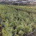 基地直销铁皮石斛种植苗石斛杯苗盆栽苗