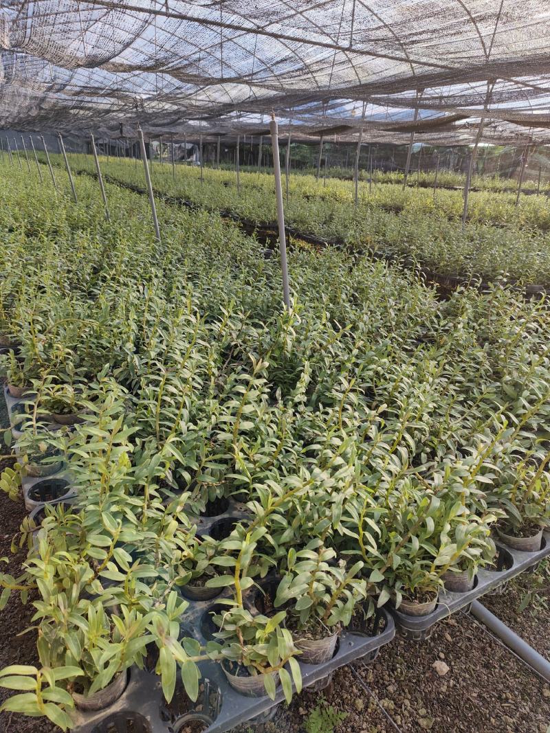 基地直销铁皮石斛种植苗石斛杯苗盆栽苗