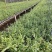 基地直销铁皮石斛种植苗石斛杯苗盆栽苗