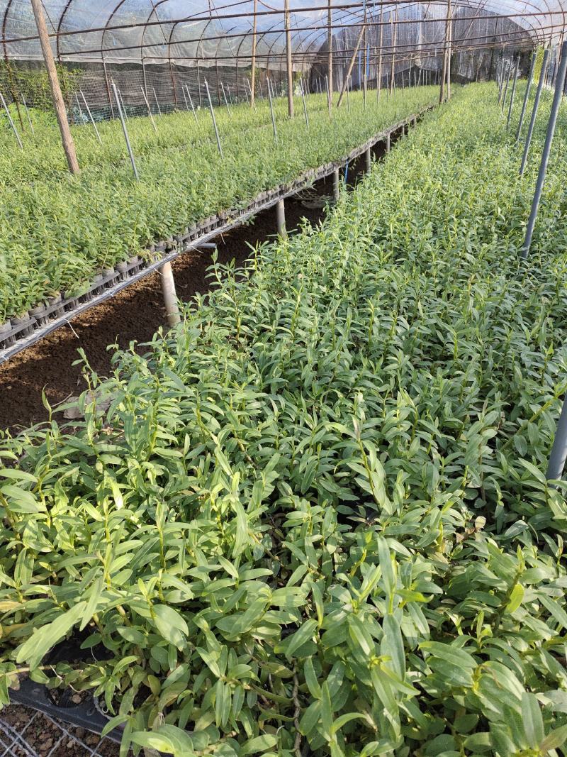 基地直销铁皮石斛种植苗石斛杯苗盆栽苗