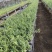基地直销铁皮石斛种植苗石斛杯苗盆栽苗