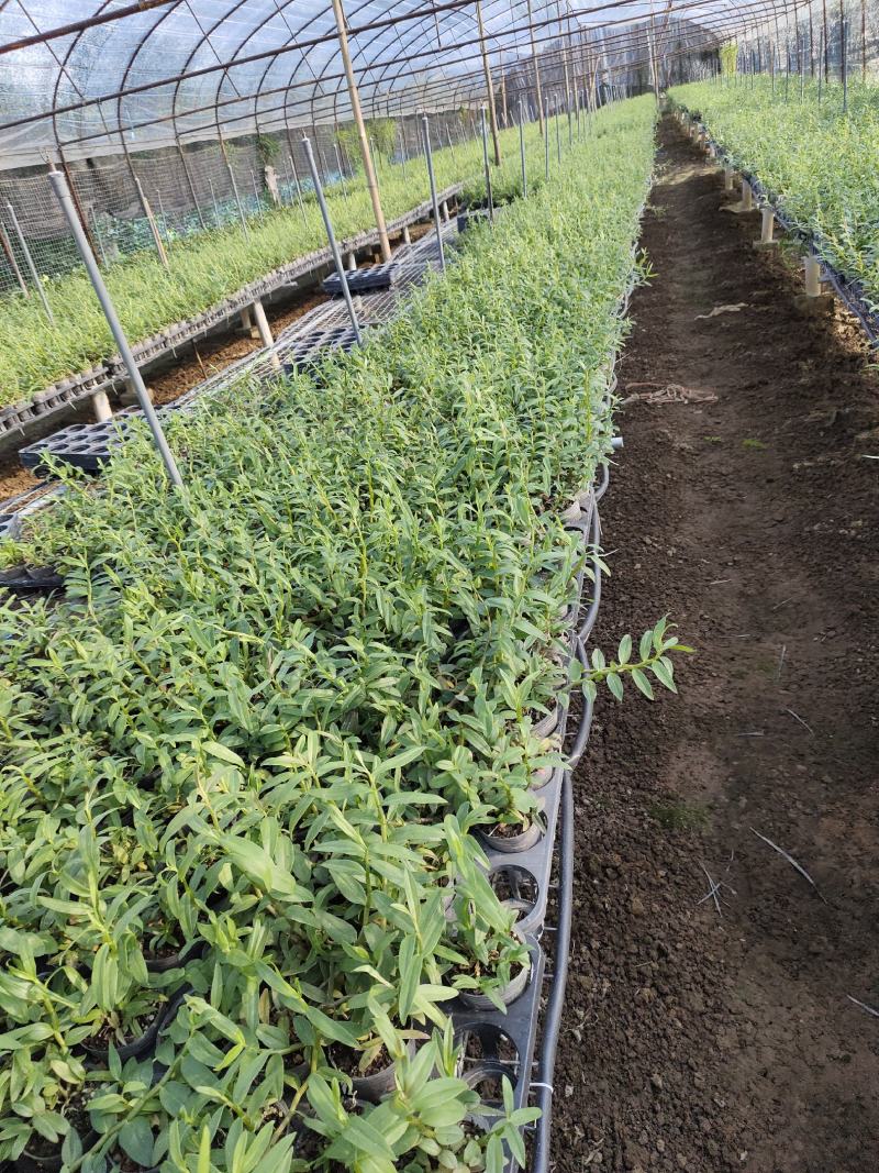 基地直销铁皮石斛种植苗石斛杯苗盆栽苗