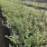 基地直销铁皮石斛种植苗石斛杯苗盆栽苗