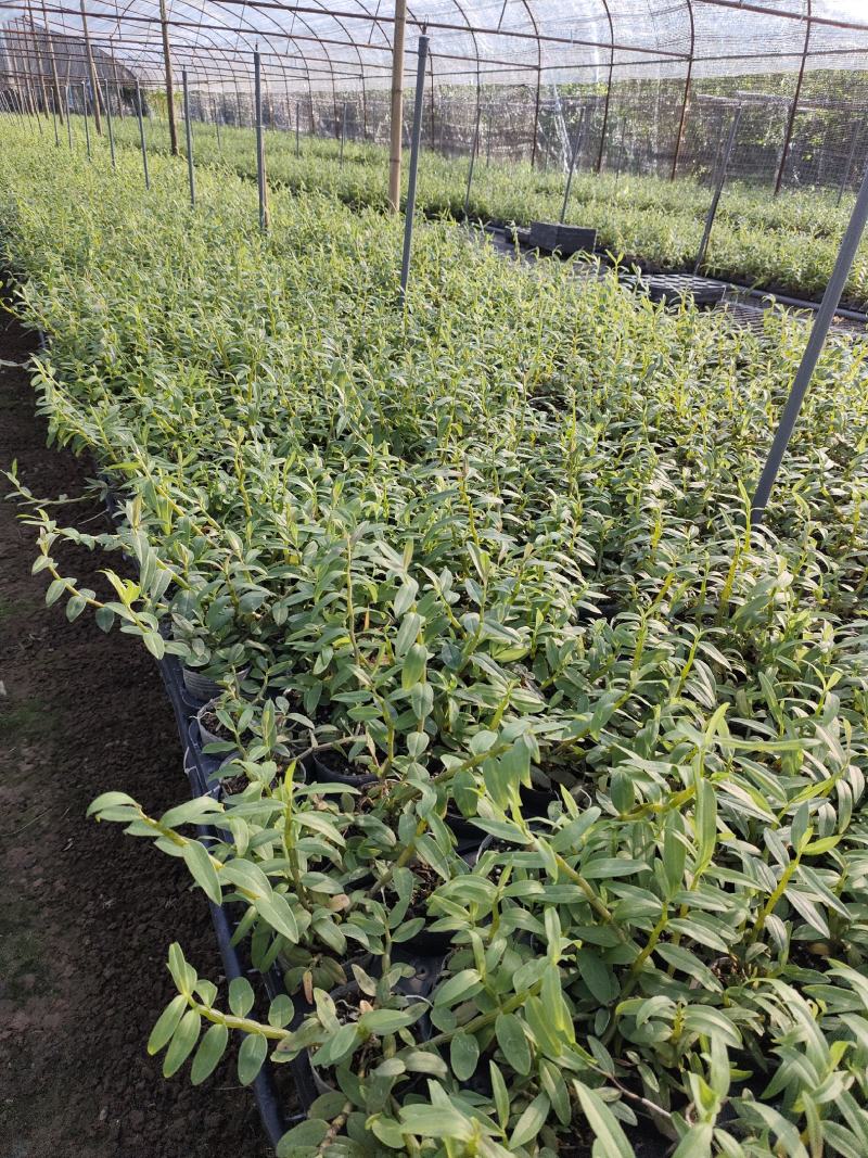基地直销铁皮石斛种植苗石斛杯苗盆栽苗