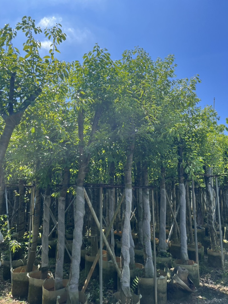 天竺桂，别名阴香6-12公分各种规格齐全，有需要来电咨询
