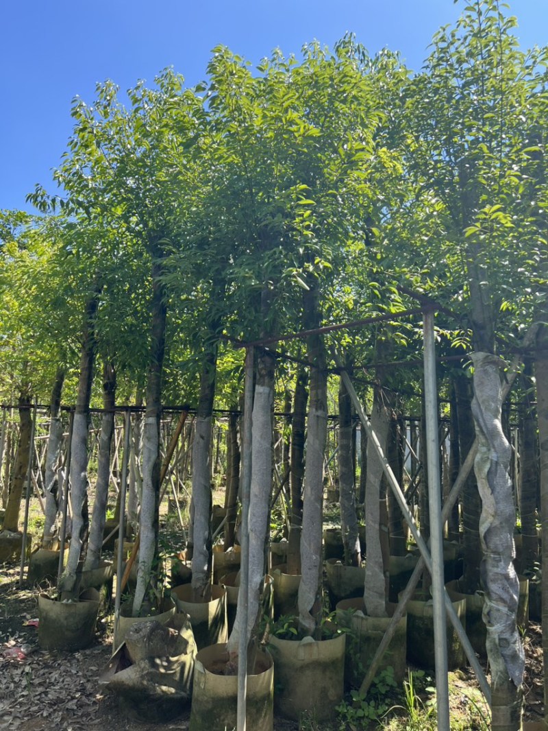 天竺桂，别名阴香6-12公分各种规格齐全，有需要来电咨询