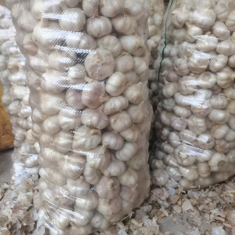 山东金乡济宁大蒜出库中加工好的干净无杂视频看货实地订货