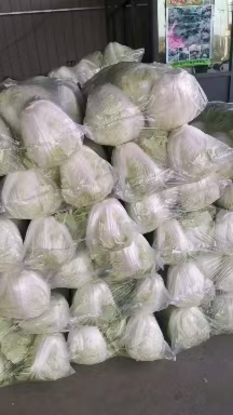 山东单县精品白菜，大量有货，诚信合作