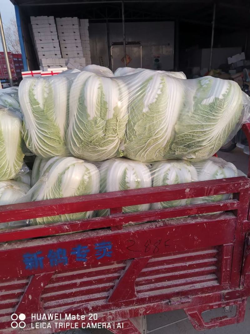 山东单县精品白菜，大量有货，诚信合作