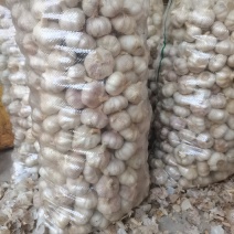 山东金乡济宁大蒜出库中加工好的干净无杂视频看货实地订货