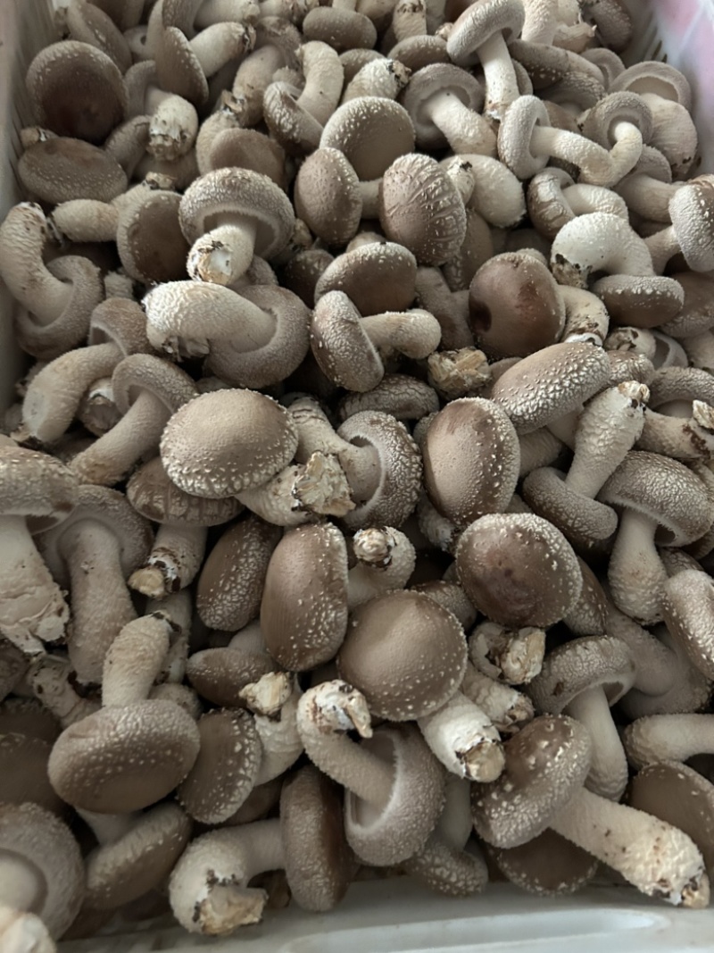 鲜香菇