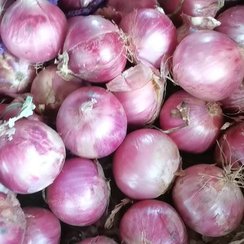 金乡二红洋葱大小都有净菜毛菜上车形状板正承接批发加工电商商超