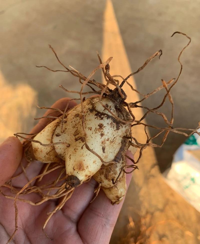 白芨干货，个子，片，白芨鲜货支持电商合作，可供应鲜货干货